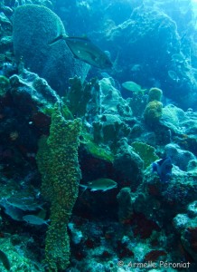 Malendure - îlet Pigeon